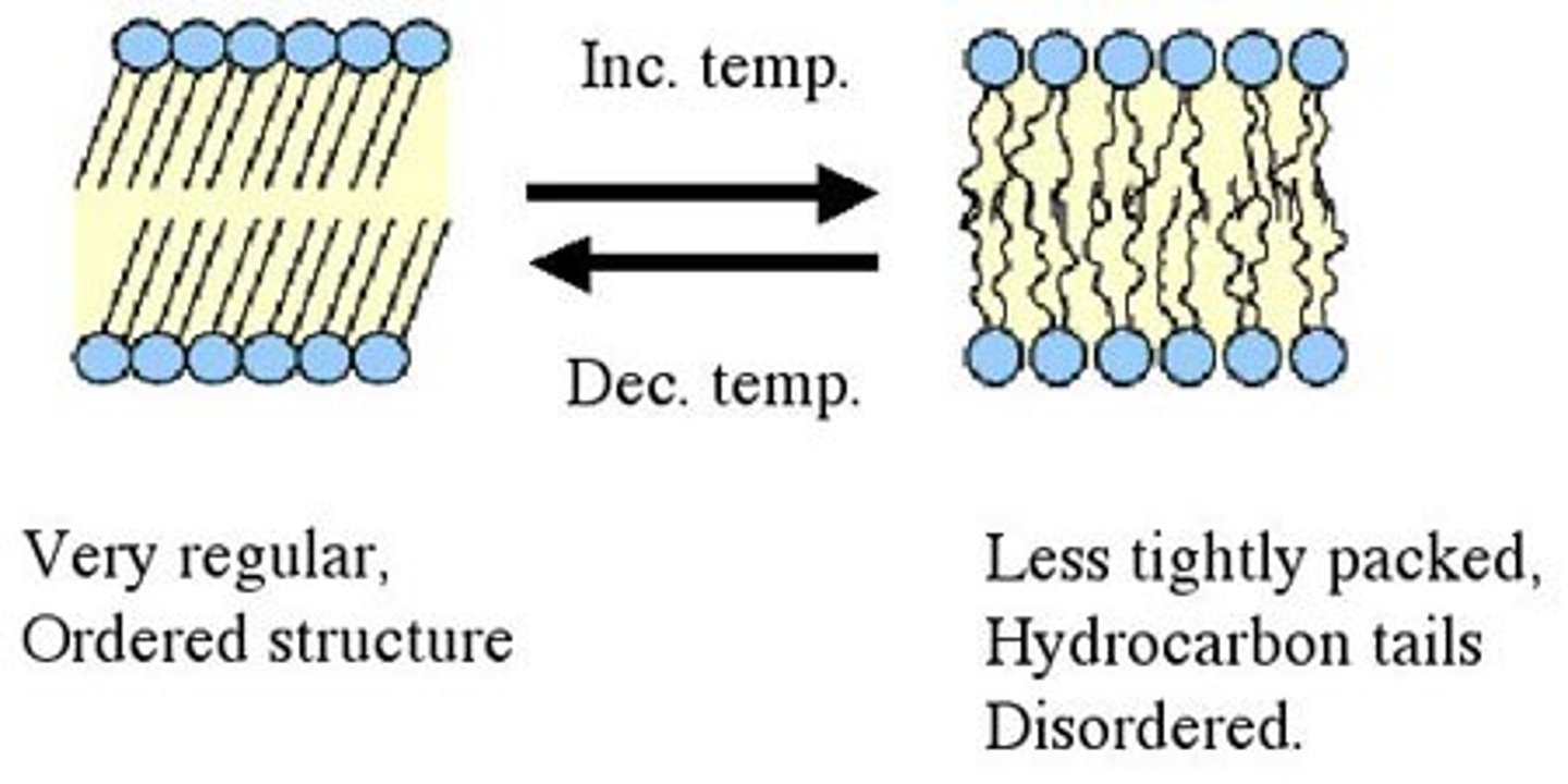 <p>At low temperatures, phospholipids will huddle close together and exhibit relatively little movement.</p>