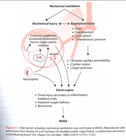 <ul><li><p><span>Disruption of the alveolar-capillary membrane allows leakage of pulmonary inflammatory mediators into the bloodstream, allowing downstream organ failures</span></p></li></ul><p></p>