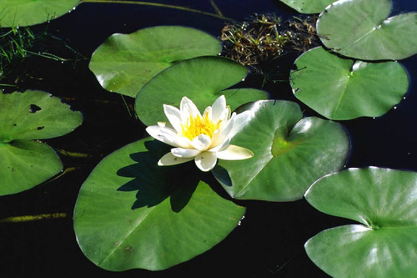 <p>Flytbladsväxter</p><p>Rotad i botten, bladlös stam, blad flyter på ytan</p>