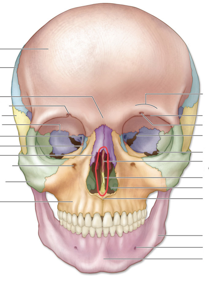 <p>bones together</p>