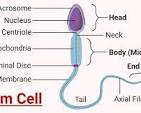 <p>Male sex cells, microscopic, tail (allowed the sperm to move), neck (where the mitochondria is located) and head (where the nucleus is located)</p>