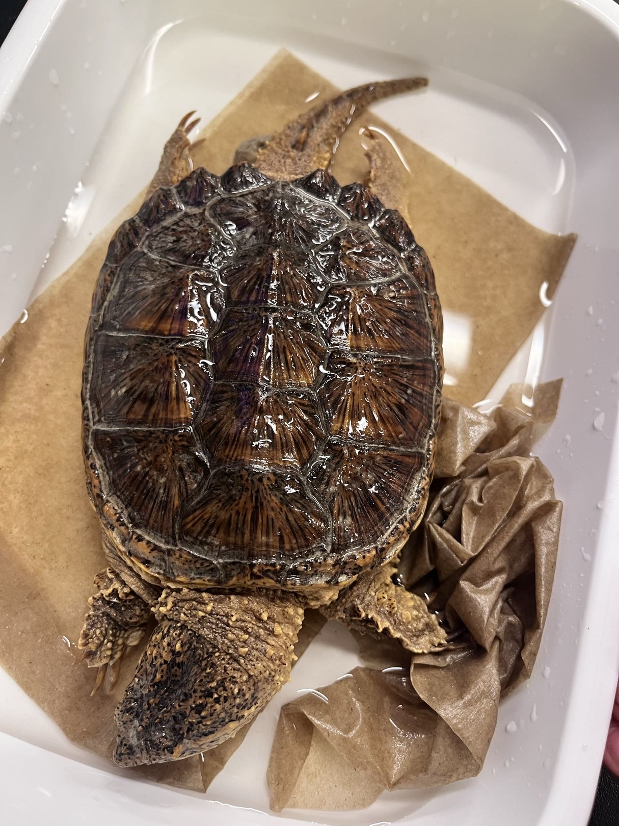 <p>Suborder + Family?</p>