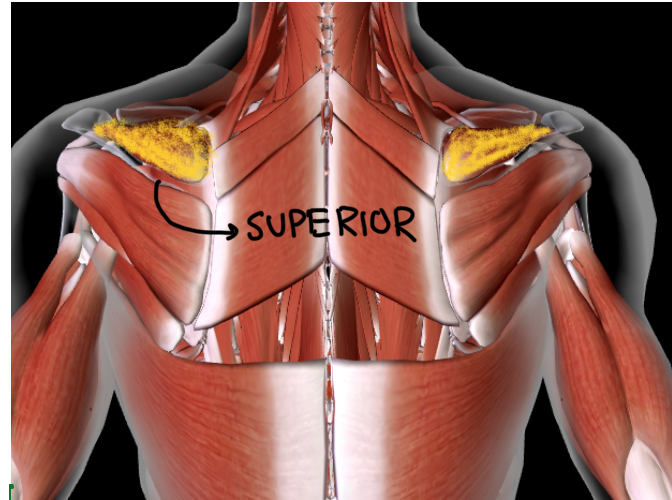 <p>Function: ROTATE ARM IN ALL DIRECTIONS at shoulder</p>