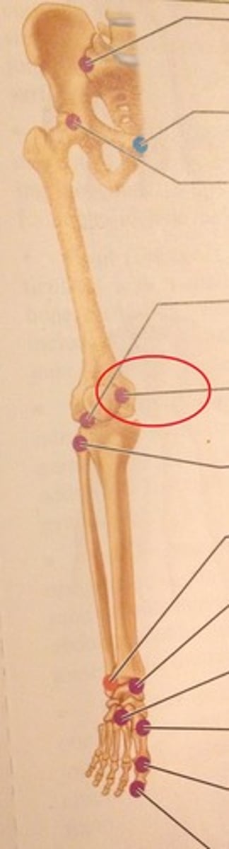 <p>Gliding joint.</p>