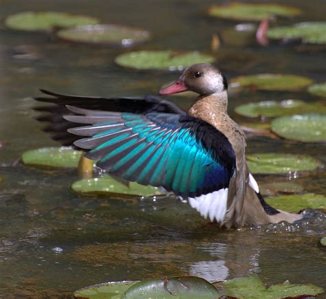 <p>Family: Anatidae</p>