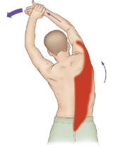 <p>To self-stretch the Right Lats and Teres Major, what movements do you need to do?</p>