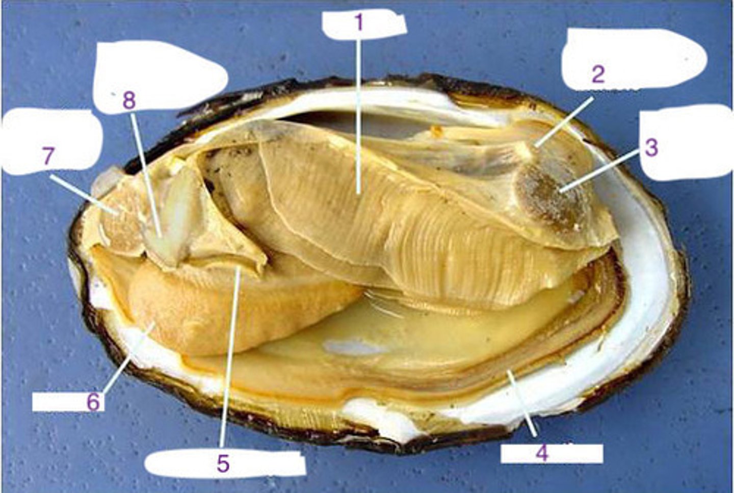 <p>mantle: secretes shell</p>
