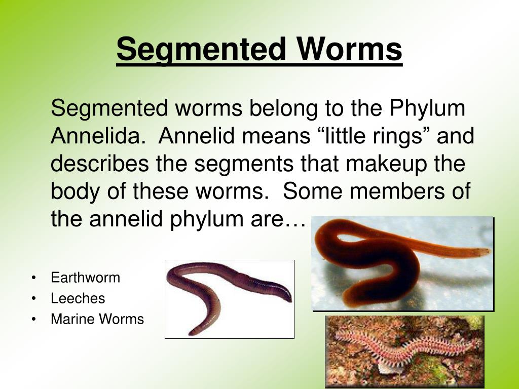 <p>Phylum Annelida [Segmented Worms (3 classes)]</p>