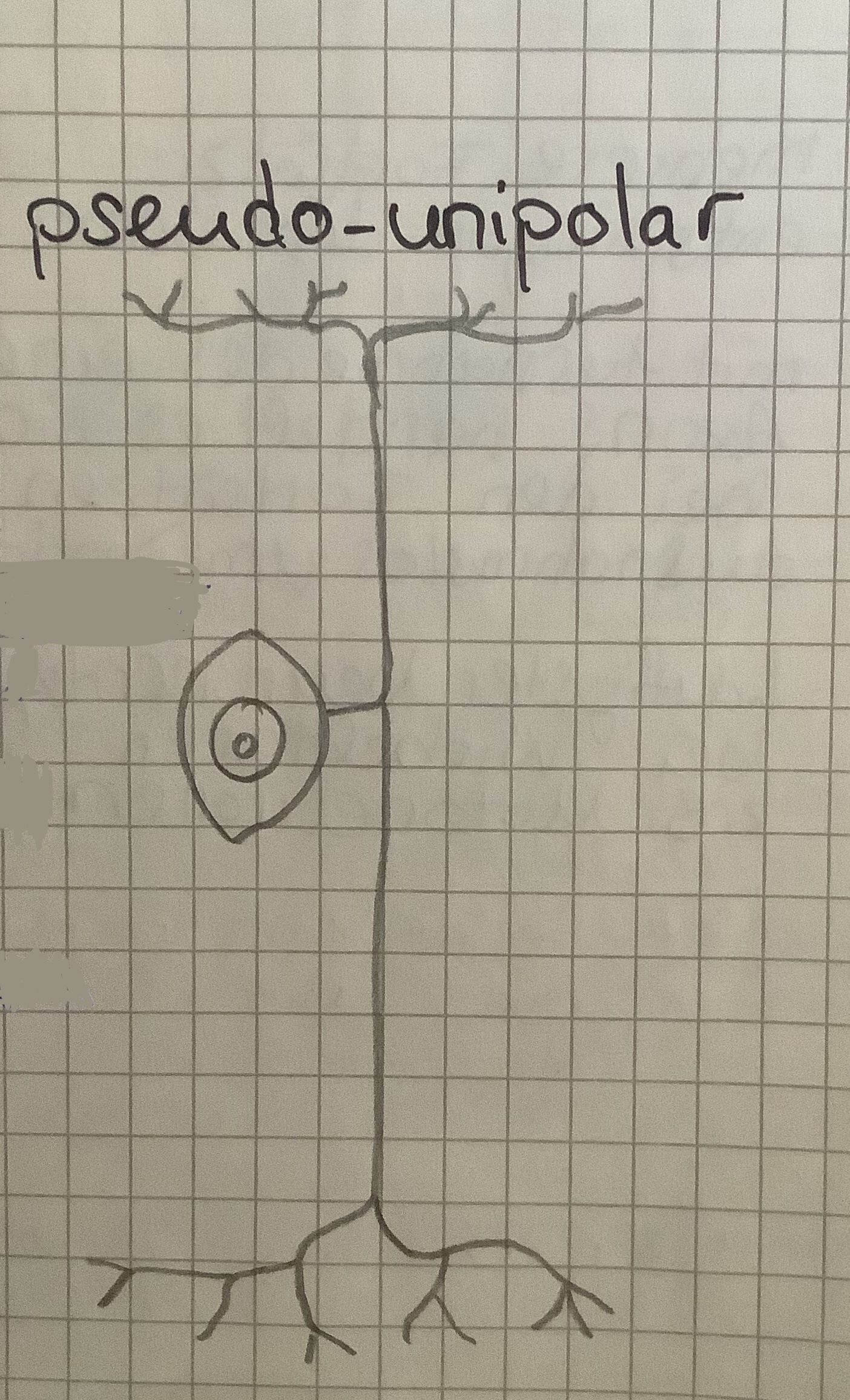 <p>Ein vom Soma ausgehender Fortsatz, der sich aber kurz hinter dem Zellkörper in 2 Ästen gabelt.</p><p>Bei sehr sensiblen Neuronen, zB: im Rückenmark</p>