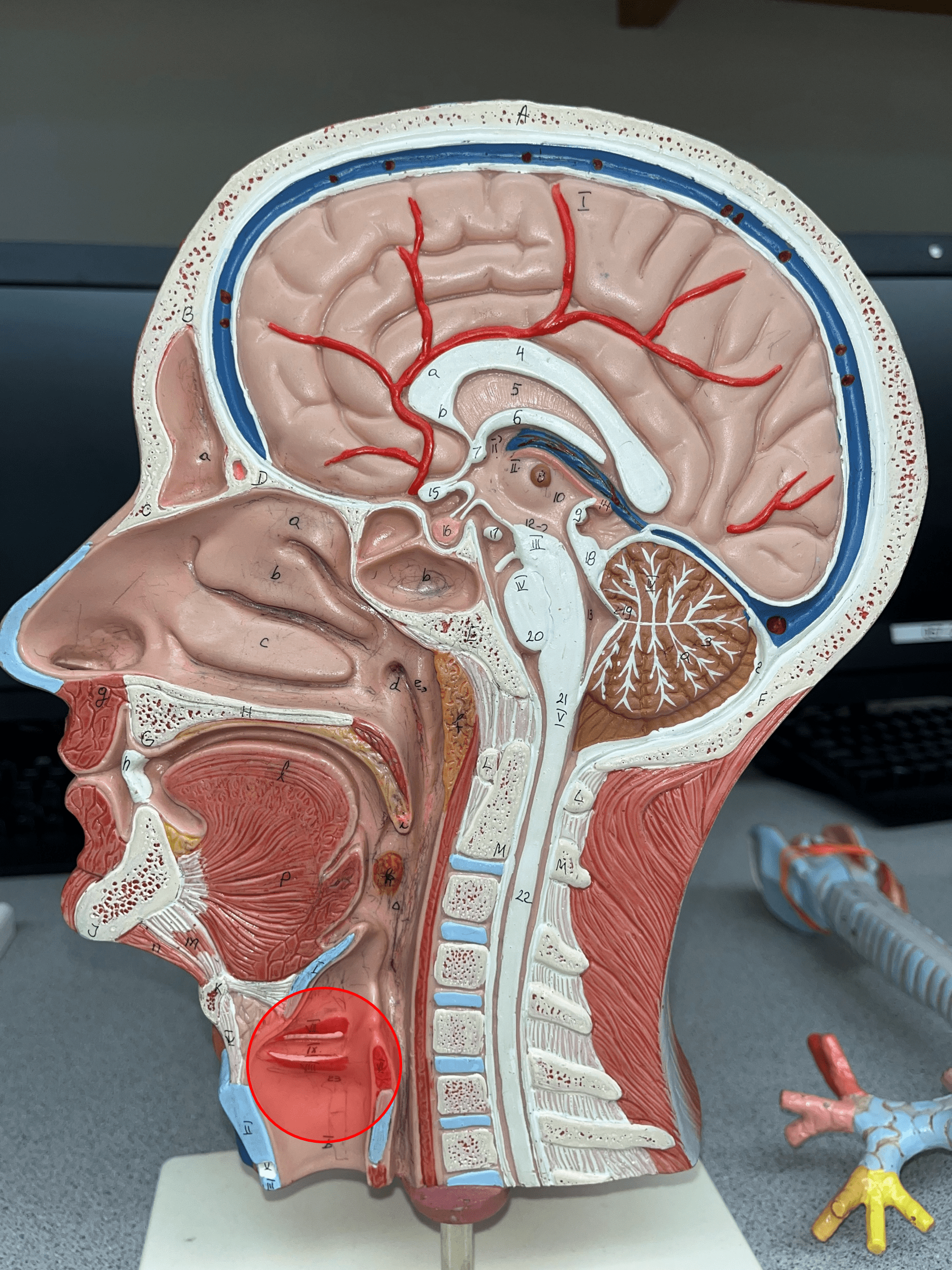 • The box-like organ connecting the laryngopharynx and the trachea.

• Also known as the voicebox.