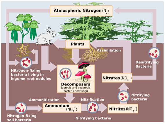 <ul><li><p>Movement of nitrogen through atmosphere, soil, plants, animals, and microorganisms</p></li><li><p>Makes nitrogen u<span><span>sable by living organisms, like plants, which then pass it through the food chain</span></span></p></li></ul><p></p>