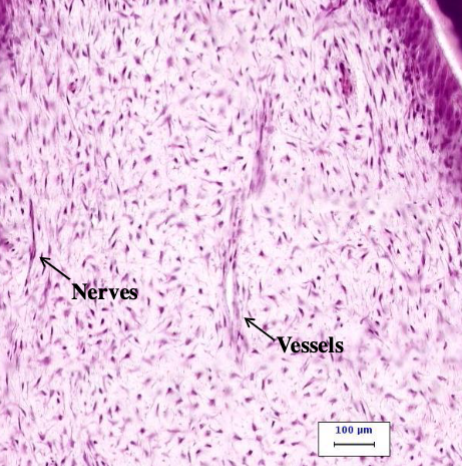 <p>developing pulp cells from NCC that are star shaped, gives viscous gel consistency </p>