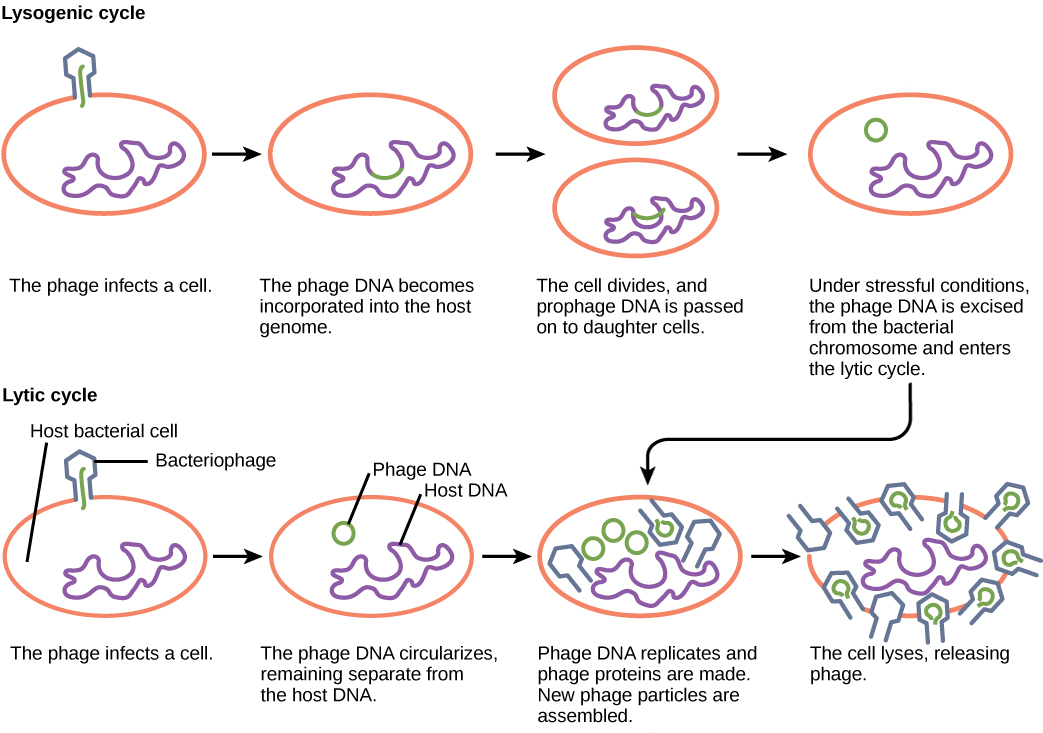 <p>It occurs when the virus hides in a host genome, known as a prophage in bacteria or a provirus when it’s dormant.</p><p>After the dormant virus receives a certain signal from the environment, it undergoes the lytic cycle and kills the cell</p>