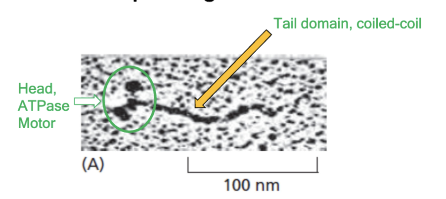 <p>motors that step along F-actin; first motor protein was skeletal muscle version of this; are ATPases</p>