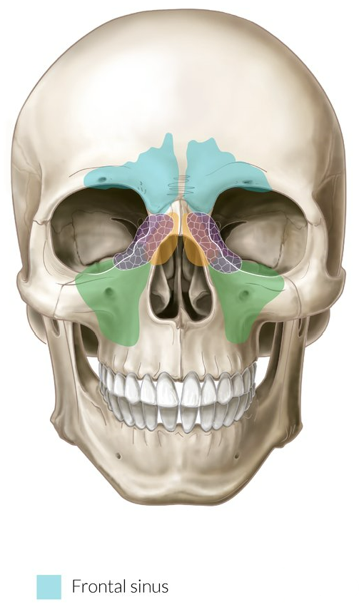 <ul><li><p>frontal bone</p></li></ul>