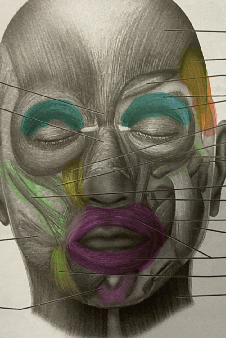 <p>What does the yellow represent?</p>