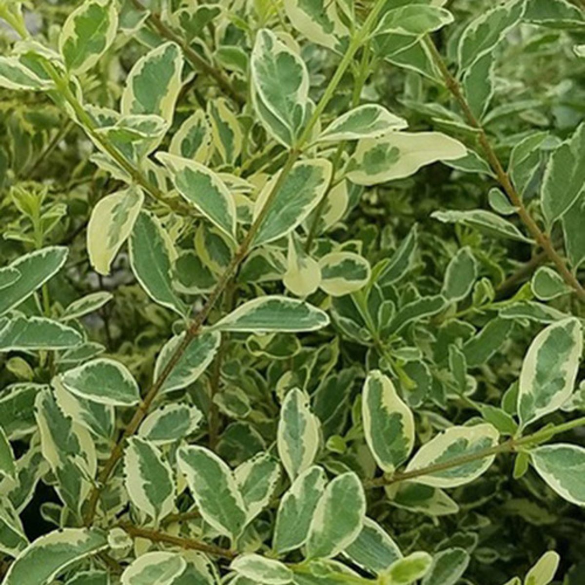 <p>Privert Hedge, Variegated</p>