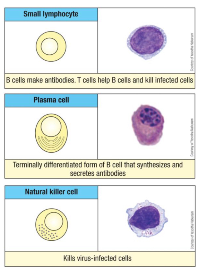 <p>T cells (CD3+), making up 70-80% of lymphocytes, further divided into </p><ul><li><p>CD4+ helper T </p></li><li><p>CD8+ cytotoxic T cells</p></li><li><p>Regulatory T cells</p></li></ul><p></p><p>Note: CD4:CD8 = 2:1 ratio in healthy blood</p>