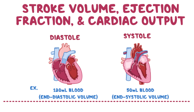 <p>The factors that affect end-systolic volume (ESV)</p>