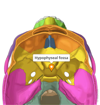 <p>Name the hypophyseal fossa</p>