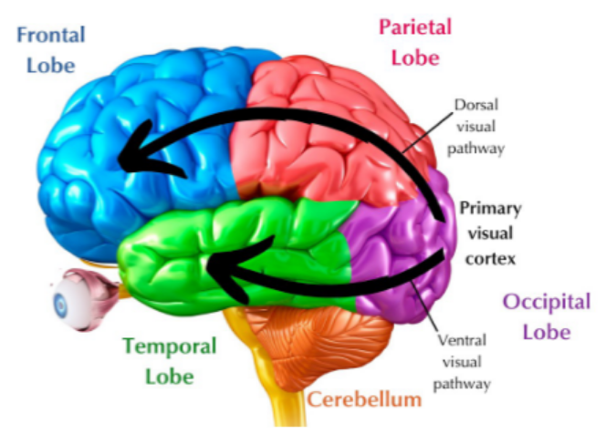 <p>Extracting visual detail, identifying objects - “what”</p>