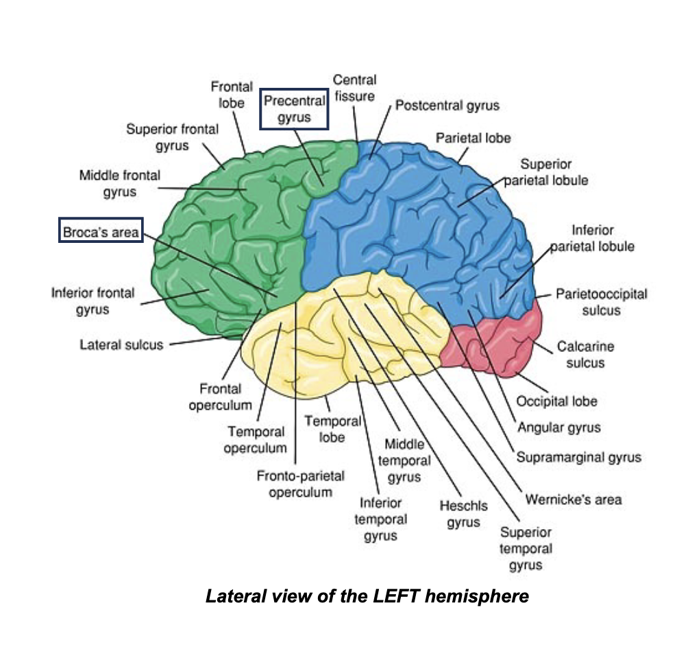 <p><span style="color: rgb(0, 0, 0);"><strong><span>Frontal Lobe</span></strong><span><br>• Functions: memory; emotion; intellect; and motor functions: planning, inhibition, and issuance of motor commands<br>• Important regions within the lobe:<br>• Precentral Gyrus (Motor Strip) - initiation of voluntary movement<br>• Broca’s Area - speech production<br></span><strong><span>Parietal Lobe</span></strong><span><br>• Functions: somatic sense<br>• Important regions within the lobe:<br>• Postcentral gyrus (Sensory strip) - primary site of sensory input<br>• Inferior parietal lobule - integrates vision, hearing, and somatic sense<br>• Supramarginal gyrus - phonological processing<br>• Angular gyrus - receives input from visual, auditory, and somatic centers</span></span></p><p><span style="color: rgb(0, 0, 0);"><strong><span>Occipital Lobe</span></strong><span><br>• Functions: visual stimulation and processing</span></span></p><p><span style="color: rgb(0, 0, 0);"><strong><span>Temporal Lobe</span></strong><span><br>• Functions: auditory reception, auditory<br>processing<br>• Important regions within the lobe:<br>• Heschl’s Gyrus – primary auditory cortex (processing of all incoming sound, including elementary processing of speech sounds)<br>• Wernicke’s Area -language processing</span></span></p>
