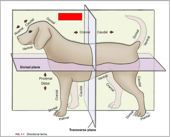 <p>What is the name of the plane blocked out in red?:</p><p></p>