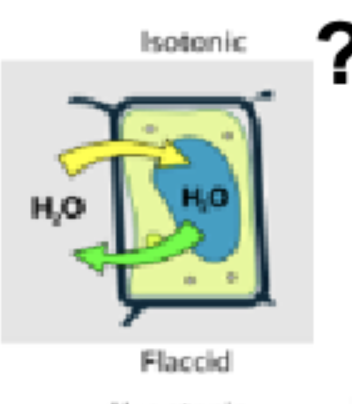 <p>Flaccid (neutral water in/out)</p>