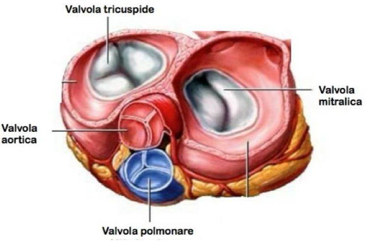 <p></p><ul><li><p>Valvole Atrioventricolari:</p><ul><li><p>Valvola Mitrale, tra atrio e ventricolo sx → 2 cuspidi</p></li><li><p>Valvola Tricuspide, tra atrio e ventricolo dx → 3 cuspidi</p></li></ul></li><li><p>Valvole Arteriose:</p><ul><li><p>Valvola Polmonare → tra ventricolo destro e tronco polmonare</p></li><li><p>Valvola Aortica → tra ventricolo sinistro e aorta.<br>In corrispondenza della valvola ortica e seni aortici, originano le arterie coronarie</p></li><li><p>Ogni Valvola Arteriosa è costituita da tre Cuspidi Semilunari </p></li><li><p>Ogni cuspide è costituita da una sottile lamina fibrosa rivestita da endocardio → il margine inferiore è inserito nella parete arteriosa, mentre quello libero presenta un rigonfiamento → Nodulo di Morgagni per la valvola polmonare e Nodulo di Aranzio per la valvola aortica</p></li><li><p>Queste sono dette Valvole Sumilunari e hanno forma di una tasca o nido di rondine</p></li><li><p>Durante la diastole, la pressione del ventricolo diminuisce, quindi il sangue dall’aorta tende a ritornare indietro. In effetti lo fa, ma va a riempire le tasche formate dalle cuspidi semilunari, provocando la chiusura passiva della valvola e quindi impedisce il reflusso nel ventricolo</p></li></ul></li></ul><p></p>