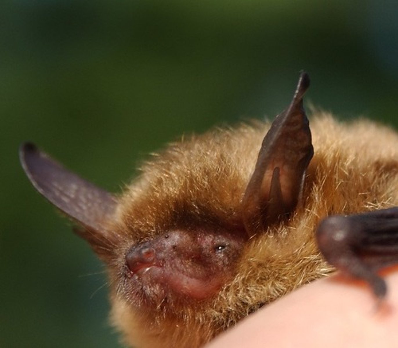 <p>Northern long eared bat</p>