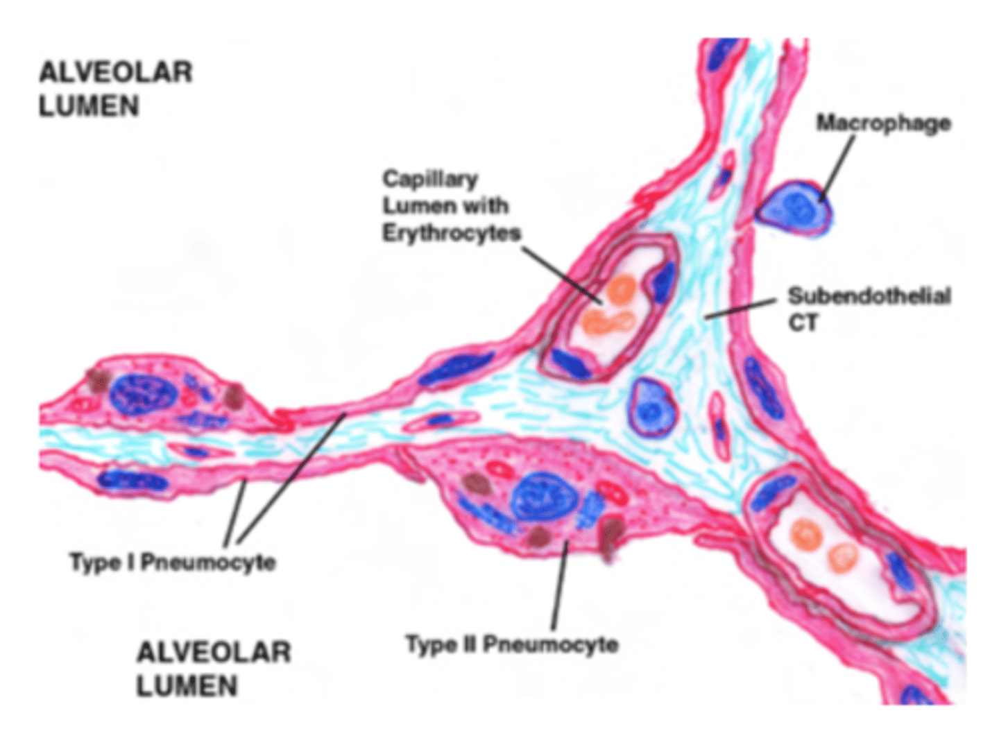<p>go through a 3 layered membrane in order to leave or reach the blood.</p><p>Membrane formed by:</p><p>. Pneumocytes type I (epithelial cells)</p><p>. Basement membrane (present in all epitheliums, to anchor it to surrounding tissue. Glues the 2 structures together)</p><p>. Endothelium (simple squamous</p>