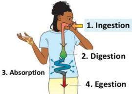 <p>Organs: esophagus, stomach, intestines, liver</p><p>Function:</p><ol><li><p>Ingestion</p></li><li><p>Digestion</p></li><li><p>Absorption</p></li><li><p>Egestion</p></li></ol><p><strong>Mechanical digestion</strong>: </p><ul><li><p>Physical change</p></li><li><p>Biting, chewing, contractions, peristalsis</p></li><li><p>Occurs in mouth, esophagus, stomach</p></li></ul><p><strong>Chemical digestion</strong>:</p><ul><li><p>Chemical change</p></li><li><p>Occurs in mouth, stomach, small intestine due to digestive enzymes </p></li></ul><p></p>
