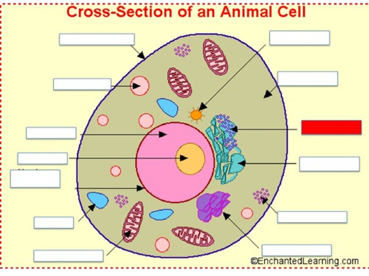 <p>Protein synthesis takes place here. It helps hold the shape of the cell togehter and transports materials. Chemical reactions also can occur on its surface.</p>