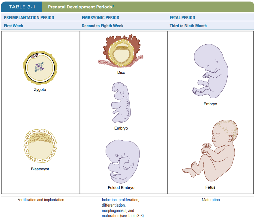 <ol><li><p>Pre-implantation period → 1st trimester; zygote to blastocyst</p><ul><li><p>blastocyst implants and then embryonic period starts </p></li></ul></li><li><p>Embryonic period → 1st trimester</p></li><li><p>Fetal period → second and third trimester </p></li></ol><p></p>