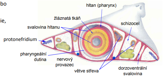 <p>podkožní svalový vak</p>