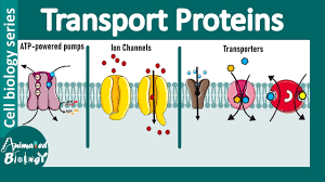 <p>Transport Proteins</p>