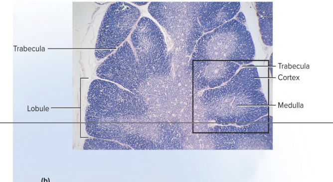 <ul><li><p>has trabeculae (septa) that divide the gland into several lobes</p><ul><li><p>Lobes have a cortex and a medulla populated by T lymphocytes</p></li></ul></li></ul><ul><li><p>Epithelial cells seal off cortex from medulla forming a <strong>blood–thymus barrier</strong></p></li><li><p>Produce signaling molecules that regulate the immune system</p><ul><li><p>thymosin, thymopoietin, thymulin, interleukins, and interferon</p></li></ul></li></ul><p></p>
