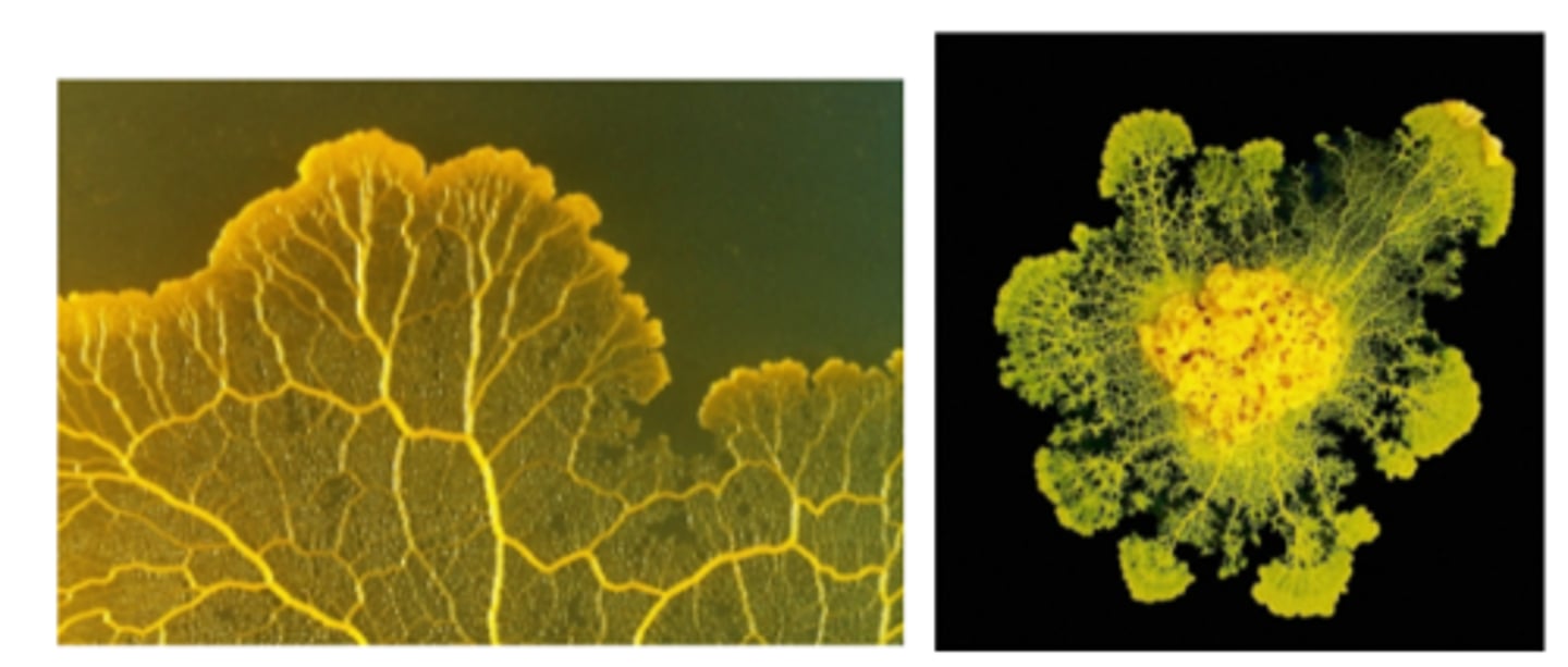 <p>What is the GENUS of the organism pictured?</p>