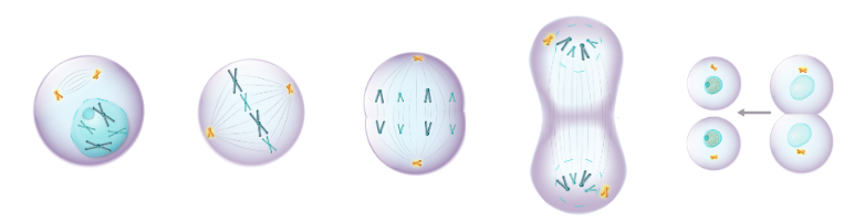 <p>Identify each stage of M phase. </p>