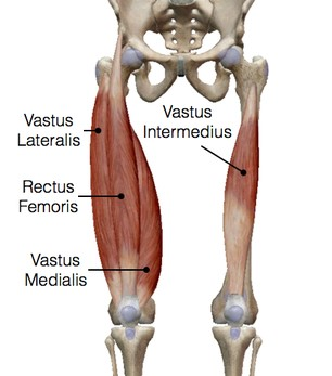 <p>Origin: femur</p><p>insertion: <strong>tibia</strong>l tuberosity</p><p>action: powerful leg extensors (Kick!!)</p>