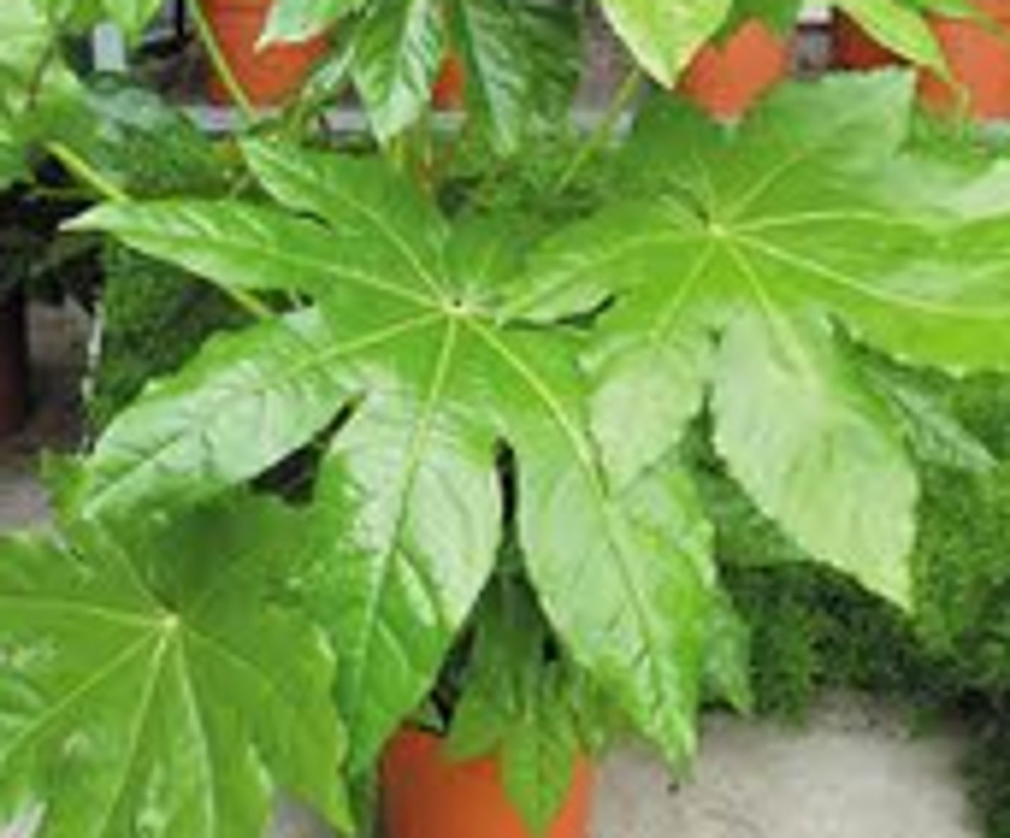 <p>Aralia Leaf; Filler</p>