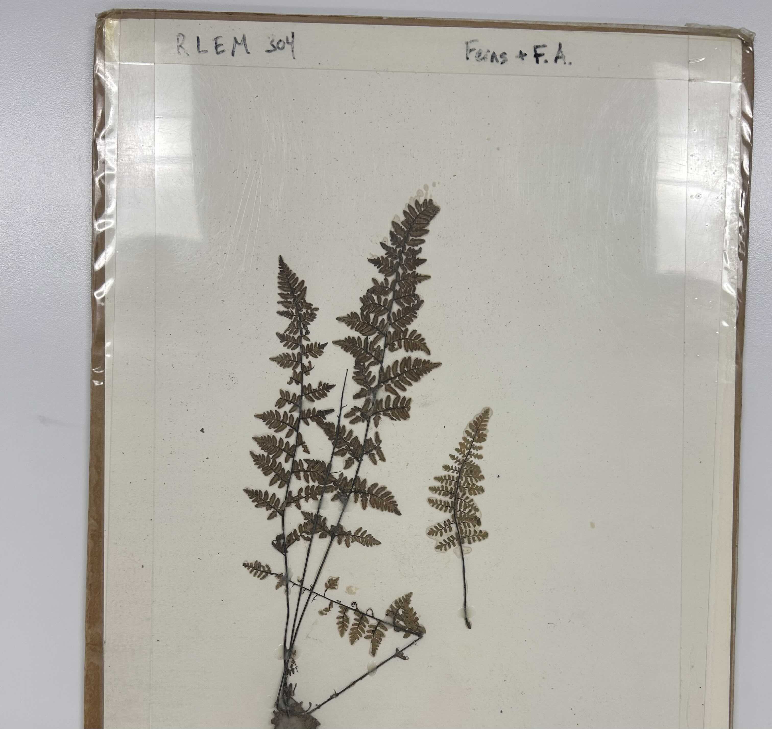 <p>Lip fern</p>