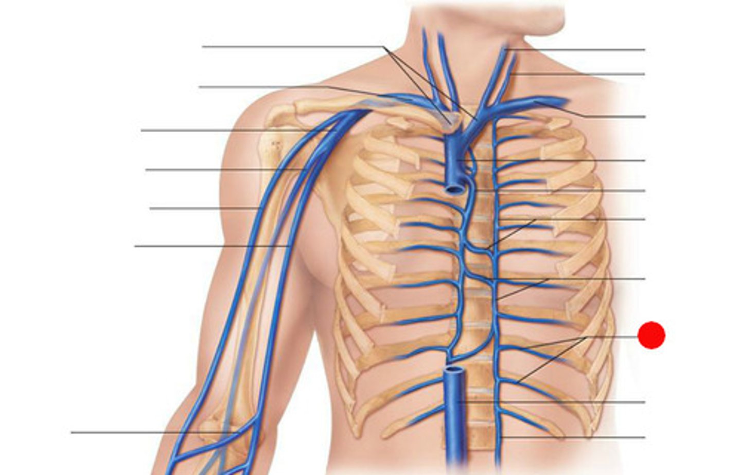 <p>Name the Veins (apologies for not finding a better picture, they are quite hard to find since they are very tiny vessels)</p>