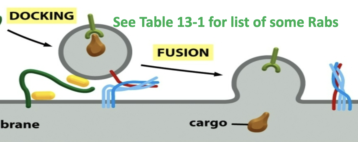 <p>If correct v-SNARE and t-SNARE bind when vesicle starts docking!</p>