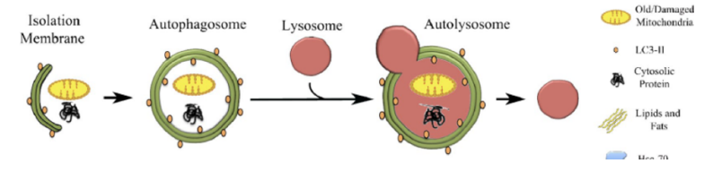 <ol><li><p>fusion des mb avec la mb EXTERIEURE de l’autophagosome catalysée par des prot SNARE et l’aide des prot d’attache </p></li><li><p>dégradation de la mb INTERNE de l’autophagosome par les hydrolases pour que le lysosome puisse dégrader ce qu’il y a à l’intérieur de la double mb</p></li></ol><p></p>