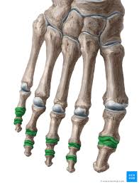 <p>located between the individual phalanges — in toes 2-5, proximal and distal joint</p>
