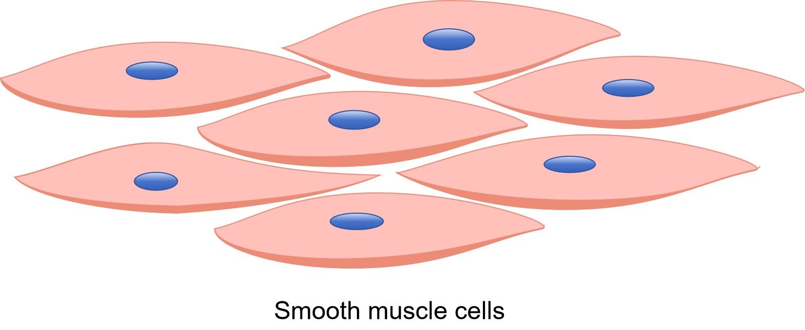 <p>no striations, spindle-shaped cells, single nucleus</p>