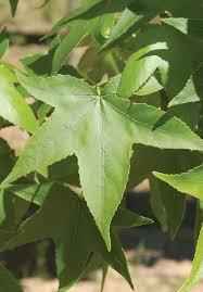 <p>What is this plant?</p>