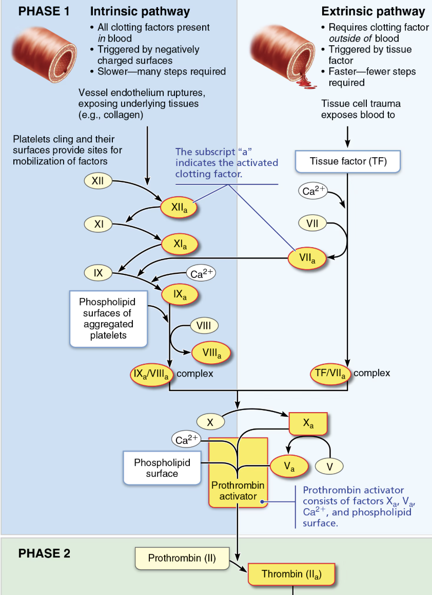 <p><code>→ Pathway to thrombin</code></p><ul><li><p>Prothrombin activator catalyzes transformation of <span style="color: purple;"><strong>prothrombin</strong></span> to active enzyme <span style="color: green;"><strong>thrombin</strong></span> </p></li></ul><p></p>