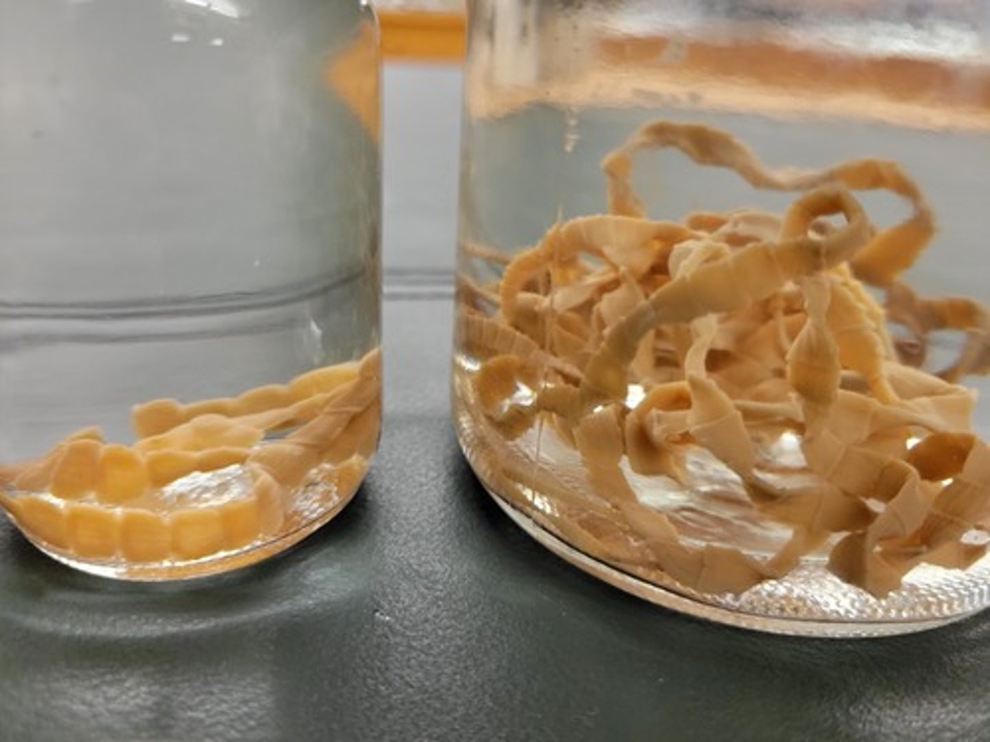 <p>Identify taxonomy</p>